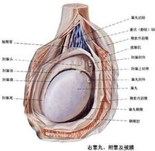 精囊炎有哪些临床症状表现? 精囊炎有哪些临床症状表现?